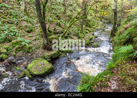 Strom fließt durch die Wälder im Herbst. Burbage Bach, padley Schlucht in Derbyshire Peak District National Park, England, Großbritannien Stockfoto
