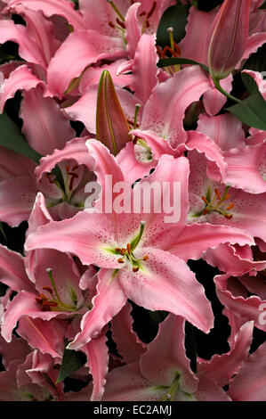 Nahaufnahme der Blüte Lilium "Chelsea" in eine Blume-Grenze Stockfoto