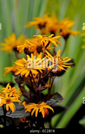 Nahaufnahme der Blüte Ligularia "Britt Marie Crawford" in einem Moor-Garten Stockfoto