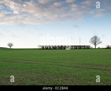 Zwei Bäume in der Nähe von Hyde Farm markieren Umfang der vorgeschlagenen Zuschnitt auf HS2 London, Birmingham railway Stockfoto