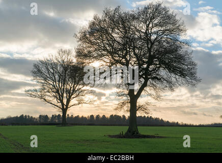 Zwei Bäume in der Nähe von Hyde Farm markieren Umfang der vorgeschlagenen Zuschnitt auf HS2 London, Birmingham railway Stockfoto