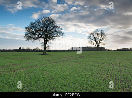 Seite des Ausschnitts in der Nähe von Hyde Farm auf HS2 von London nach Birmingham Railway vorgeschlagen. Der Schnitt passt genau zwischen die beiden Bäume Stockfoto