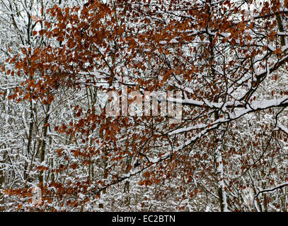 Rot-Buche Blätter im Schnee Stockfoto
