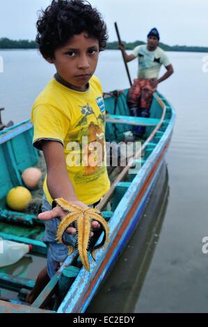 Starfish - Schalen schwarz Picker - Mangroven in PUERTO PIZARRO. Abteilung von Tumbes. Peru Stockfoto