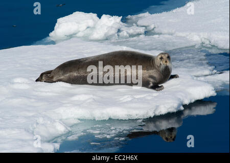 Ein bärtiger Siegel (Erignathus Barbatus) auf einem Eisberg aus der Nord-West Küste von Spitzbergen, Svalbard in der norwegischen Arktis Stockfoto