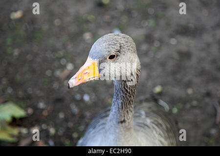 Eine Graugans (Anser Anser) Stockfoto