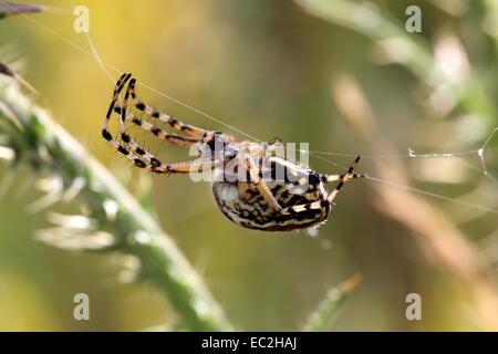 Spinne, die von einem Faden hängen Stockfoto