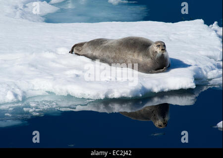 Ein bärtiger Siegel (Erignathus Barbatus) auf einem Eisberg aus der Nord-West Küste von Spitzbergen, Svalbard in der norwegischen Arktis Stockfoto