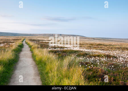 Pennine Weg Weg Weg in die Ferne auf Bleaklow auf einen frühen Sommerabend mit Wollgras im Moor. Stockfoto