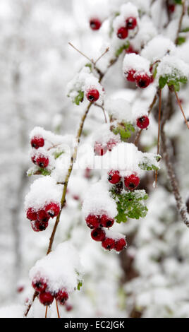 Crataegus Monogyna, bekannt als gemeinsame Weißdorn oder einzelne ausgesät Weißdorn ist eine Art von Weißdorn heimisch in Europa, Nordwest Afr Stockfoto