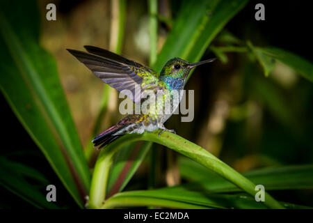 Blau-chested Kolibri, Amazilia Paintballanlage Stockfoto