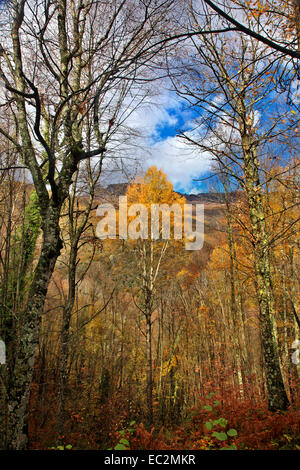 Letzten Farben des Herbstes auf die Pieria-Berge, Pieria, Mazedonien, Griechenland. Stockfoto