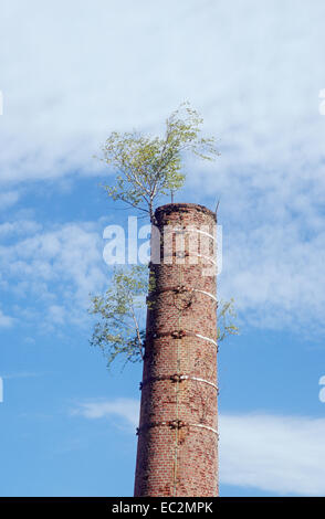 Alte Schornstein mit Bäumen auf der Spitze. Stockfoto