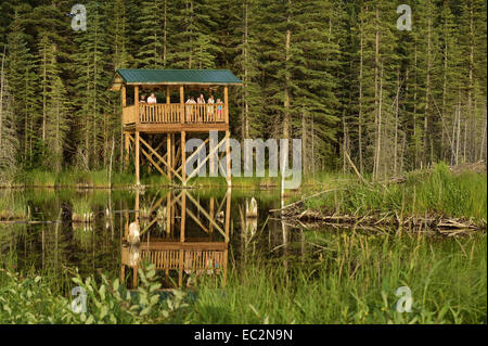 Die Tier-und Pflanzenwelt Aussichtsturm an der Biber-Promenade in Hinton Alberta Stockfoto