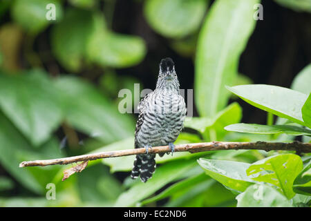 ausgeschlossen-Ameisenwürger (Thamnophilus Doliatus) einzelnes Männchen thront auf Zweig im Lebensraum Wald Stockfoto