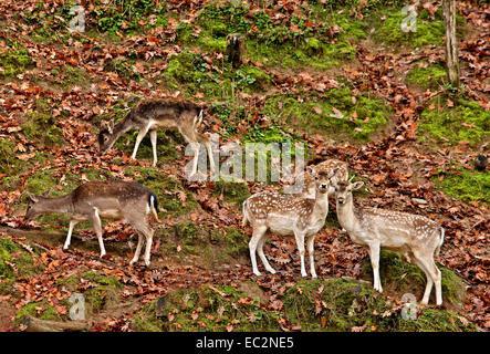 "Hide ' n ' suchen ' mit dem Hirsch auf Titaros Berg, in der Nähe von Aghios Demetrios Dorf, Pieria, Mazedonien, Griechenland. Stockfoto