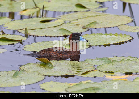 Ente (Nomonyx Dominicus) einzigen erwachsenen männlichen schwimmen auf Gewässer unter schwimmenden Vegetation maskiert Stockfoto