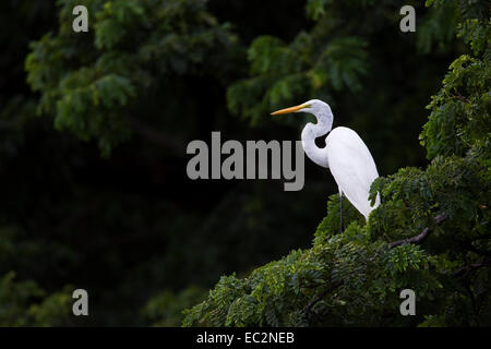 Silberreiher oder Silberreiher (Ardea Alba) Erwachsenen thront in der Vegetation über Wasser Stockfoto