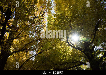 Ginkgo Straße, Meijijingu Gaien, Tokyo, Japan Stockfoto