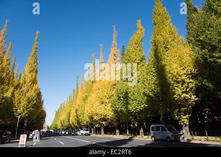 Ginkgo Straße, Meijijingu Gaien, Tokyo, Japan Stockfoto