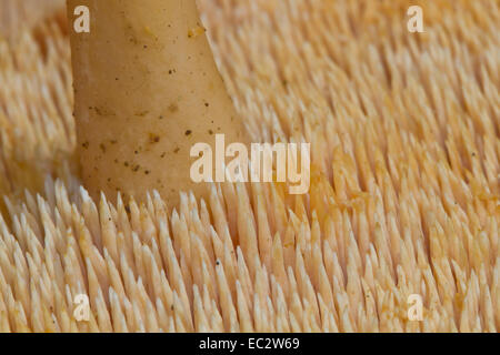 Stacheln von einem Igel Pilz (Hydnum Repandum, aka Dentinum Repandum) Stockfoto