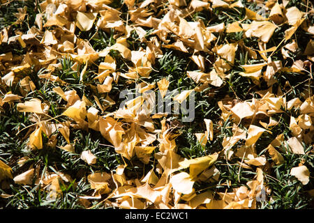 Ginkgo Straße, Meijijingu Gaien, Tokyo, Japan Stockfoto