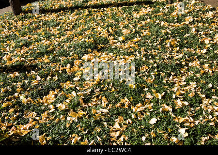 Ginkgo Straße, Meijijingu Gaien, Tokyo, Japan Stockfoto