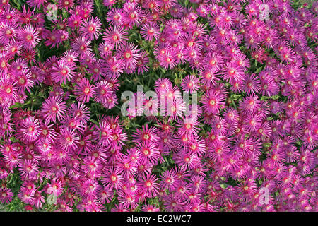 Lampranthus Spectabilis Blüte im Sommer. Stockfoto