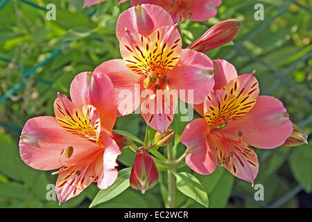 Alstroemeria. Alstroemeria "Saturne". Peruanische Lilie oder Lilie der Inkas. Stockfoto