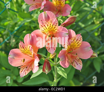 Alstroemeria. Alstroemeria "Saturne". Peruanische Lilie oder Lilie der Inkas. Stockfoto