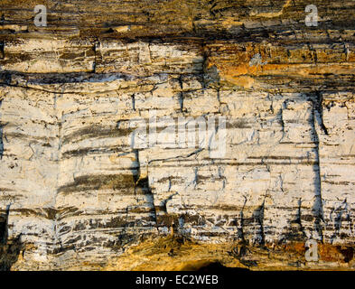 versteinertes Holz Hintergrund Stockfoto