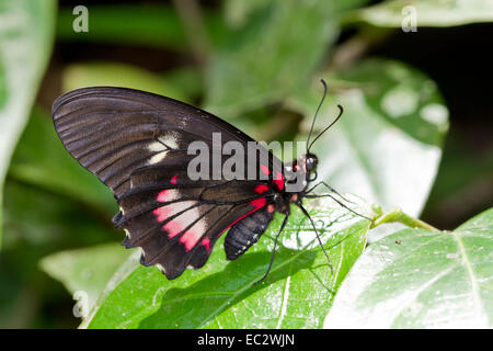 Schwarz und rosa Schmetterling in Cahuita Nationalpark in Costa Rica Stockfoto