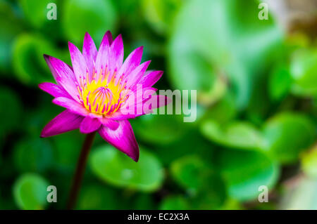 Schöne blühende rosa Lotusblüte. (Water Lilly) Stockfoto