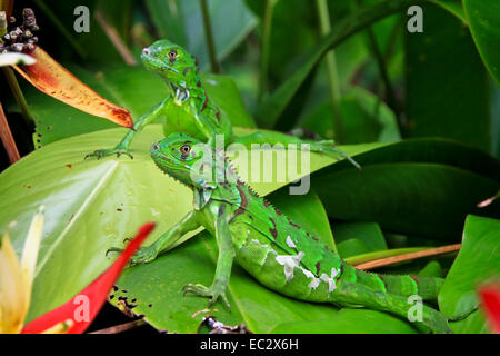 Grüne Leguane (Iguana Iguana) sonnen sich auf große Blätter im Nationalpark Tortuguero, Costa Rica Stockfoto