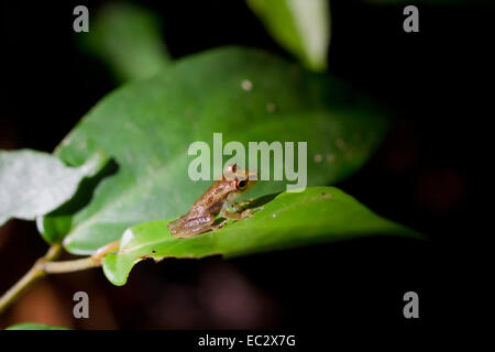 Olive-snouted Treefrog (Scinax Elaeochroa) in einem Strahl von Sonnenlicht, Nationalpark Tortuguero, Costa RIca Stockfoto