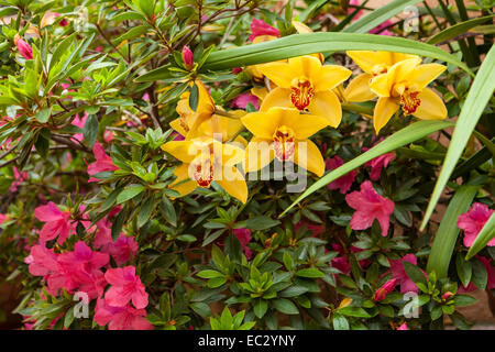 Cymbidium Orchidee und Azaleen blühen auf einer Terrasse, Santa Barbara, Kalifornien Stockfoto