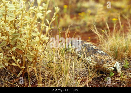 Eine Bobtail oder blau-Zunge Eidechse beherbergt hinter einem Grasbüschel wie es versucht, an einem kalten Nullarbor Tag warm werden. Stockfoto