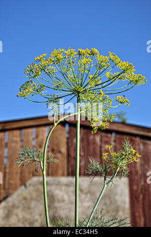 Dill im Garten Stockfoto