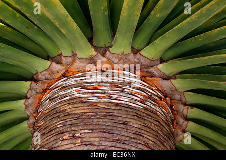 Kanarischen Inseln Drachenbaum (Dracaena Draco), Stengel und Blätter, La Gomera, Kanarische Inseln, Spanien Stockfoto