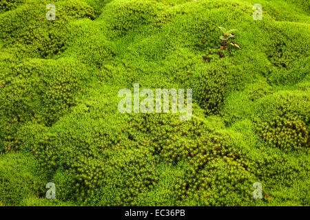 Star Moss (Polytrichum), Reunion, Frankreich Stockfoto