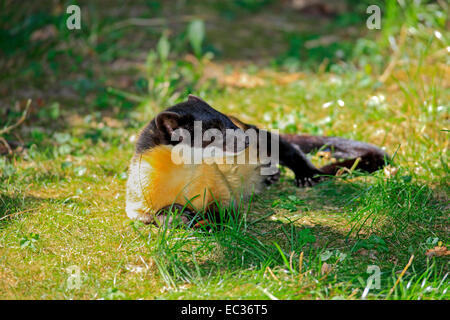 Gelb - Marder (Martes flavigula), Erwachsener, die in Asien, Captive, Nürnberg, Mittelfranken, Bayern, Deutschland throated Stockfoto