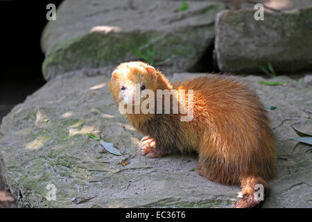 Frettchen (Mustela putorius furo), Erwachsener, Captive, Deutschland Stockfoto