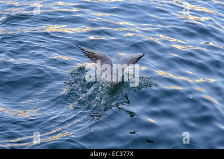 Möwe über Dubai Creek, Vereinigte Arabische Emirate Stockfoto