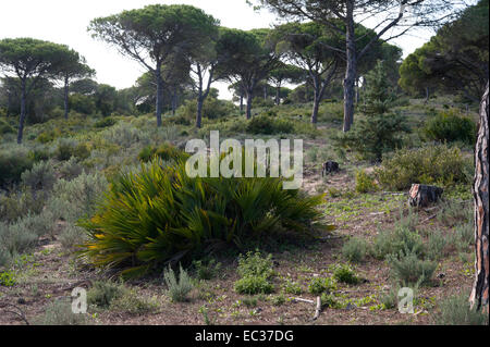Chamaerops Humilis, Europäische Fächerpalme oder mediterrane Zwergpalme, Brena y Marisma, Barbate, Andalusien, Spanien. November. Stockfoto