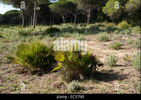 Chamaerops Humilis, Europäische Fächerpalme oder mediterrane Zwergpalme, Brena y Marisma, Barbate, Andalusien, Spanien. November. Stockfoto