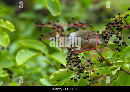 Männliche Mönchsgrasmücke (Sylvia Atricapilla) thront auf Holunder-Beere Zweig Blätter (Sambucus Nigra) Stockfoto