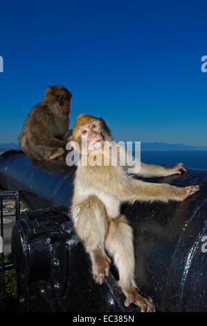 Berberaffen (Macaca Sylvanus) auf eine Kanone, Gibraltar, Britische überseegegend, Iberische Halbinsel, Europa Stockfoto