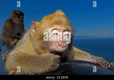 Berberaffen (Macaca Sylvanus) auf eine Kanone, Gibraltar, Britische überseegegend, Iberische Halbinsel, Europa Stockfoto