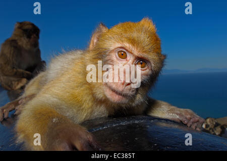 Berberaffen (Macaca Sylvanus) auf eine Kanone, Gibraltar, Britische überseegegend, Iberische Halbinsel, Europa Stockfoto