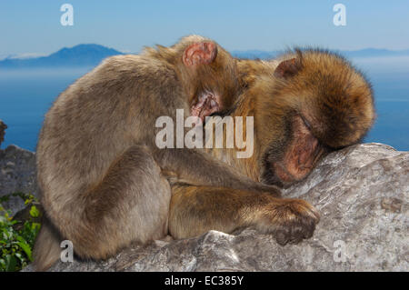 Zwei Berberaffen (Macaca Sylvanus), schlafen, kuschelte sich Gibraltar, Britische überseegegend, Iberische Halbinsel, Europa Stockfoto